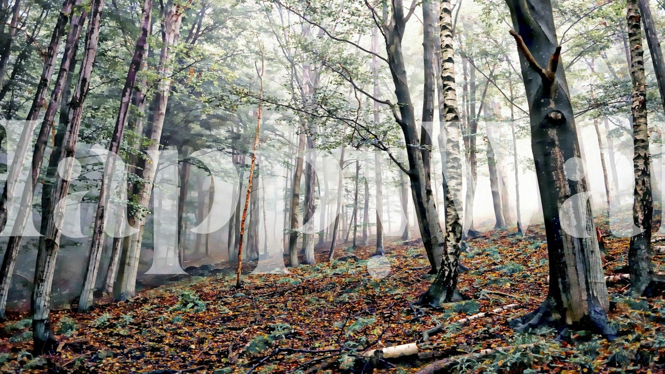 Birch forest with green foliage and tall trees wallpaper