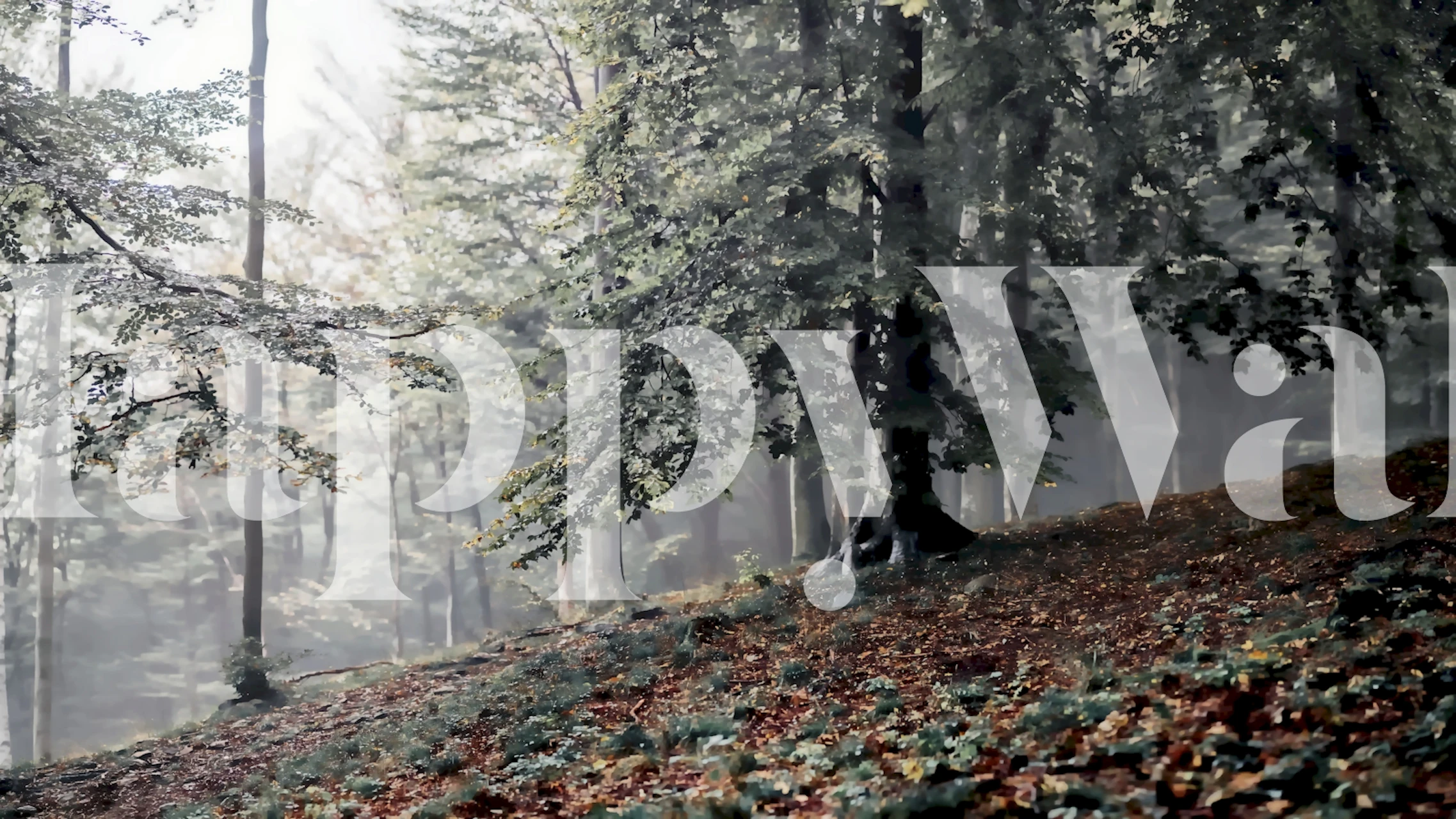 Forest Adventure wallpaper in a room setting