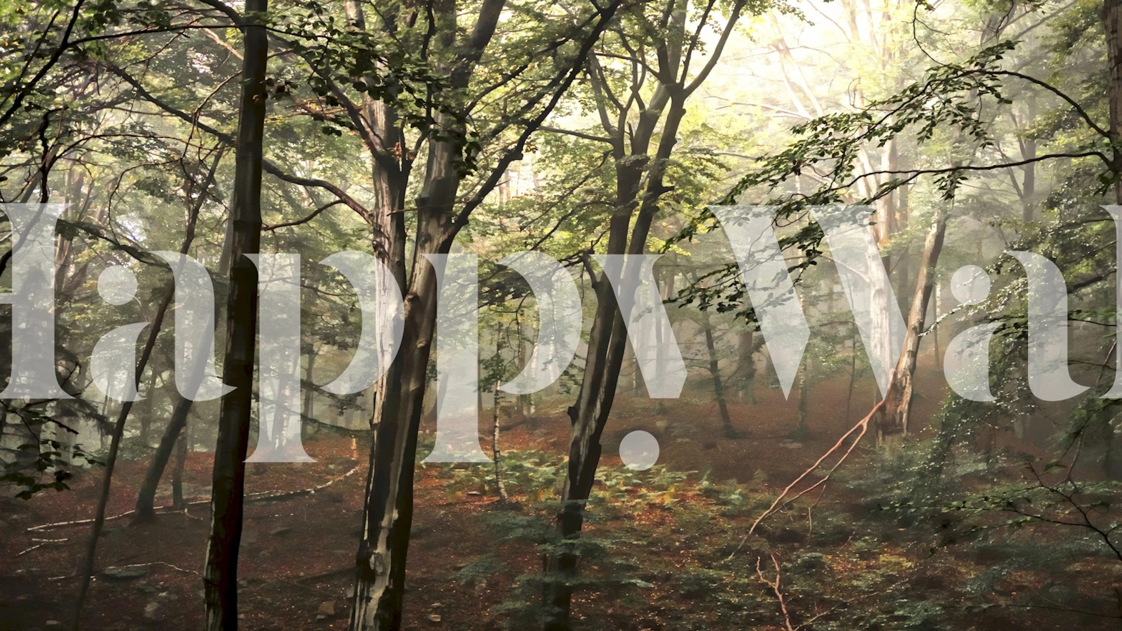 Dense forest scene with green trees and brown earth wallpaper