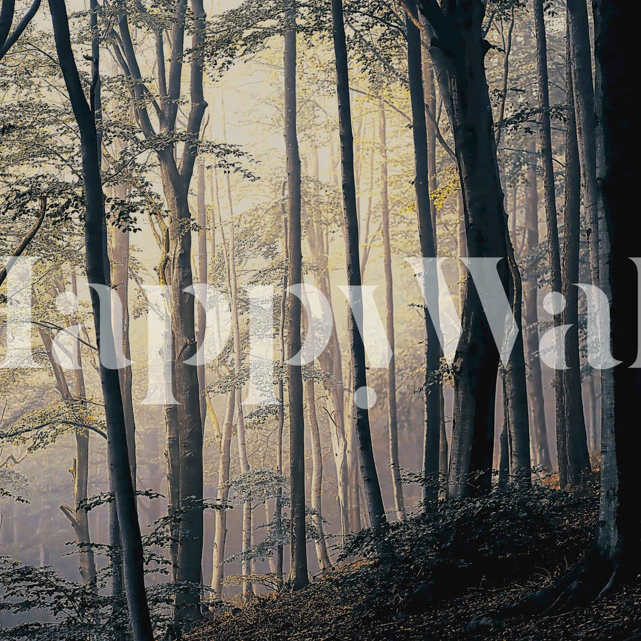 Papier peint Foggy Forest Trees dans une pièce