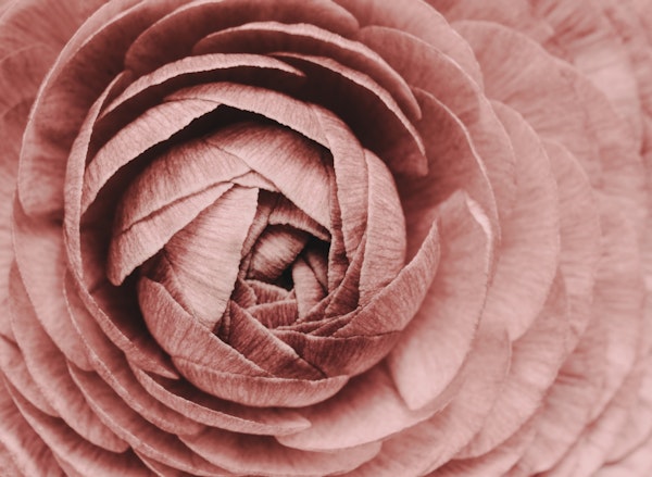 Flower Pink Ranunculus