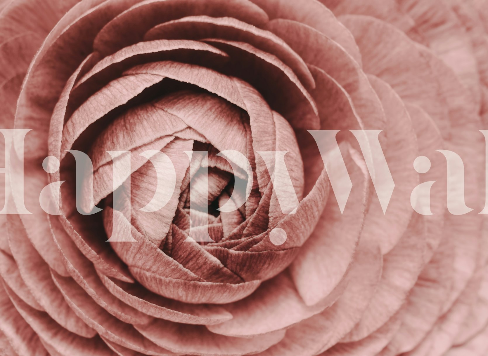 Flower Pink Ranunculus wallpaper - Happywall