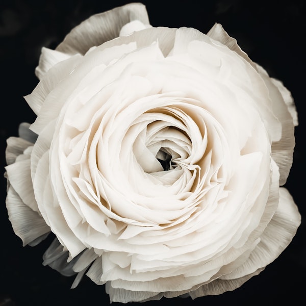 Flower White Ranunculus