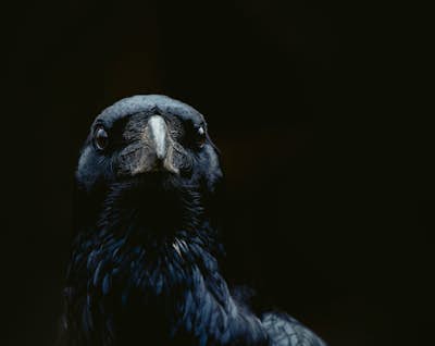 Τοιχογραφία