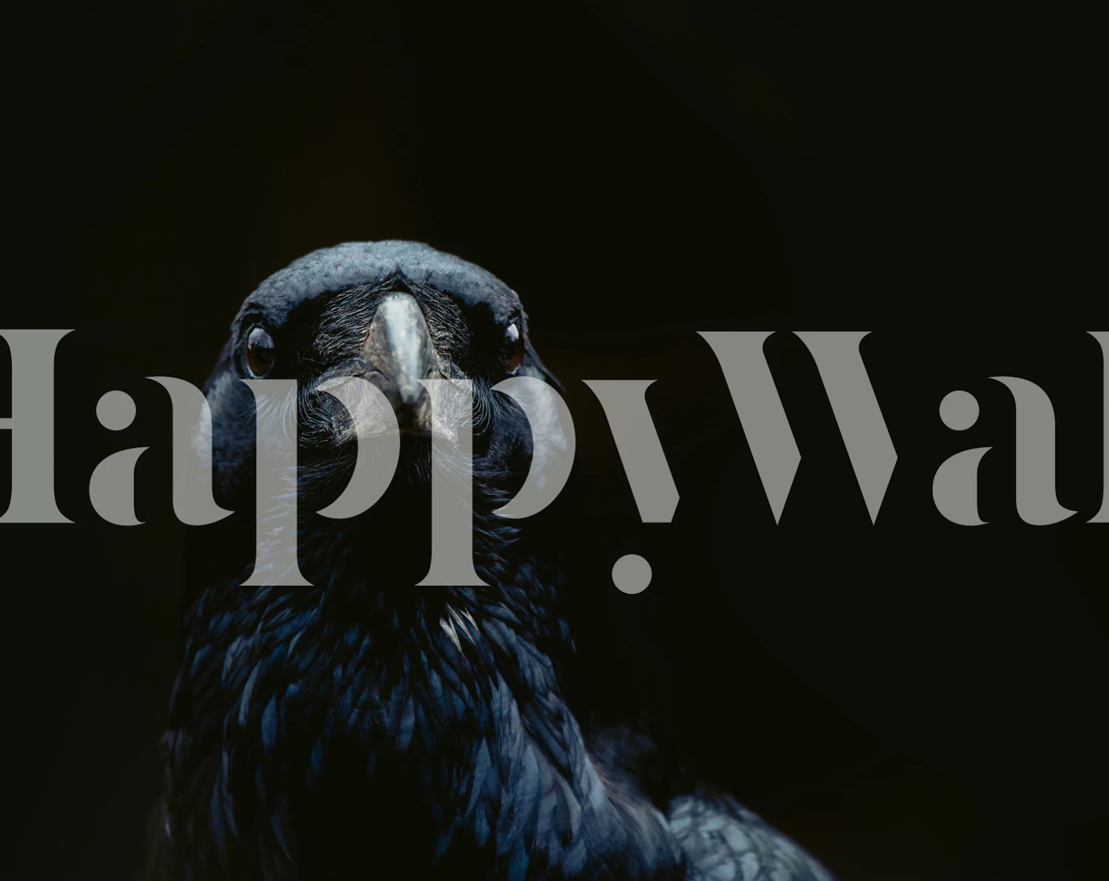 Papel pintado Bird Raven en una habitación