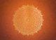 Mandala in Burnt Orange Gold