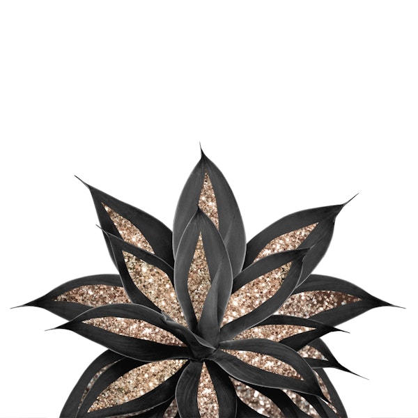 Gray Black Agave Gold 2