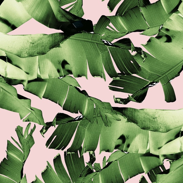 Blush Banana Leaves Dream 8