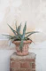 Agave Dream in Athens 1