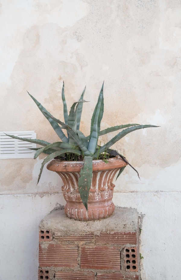 Agave Dream in Athens 1