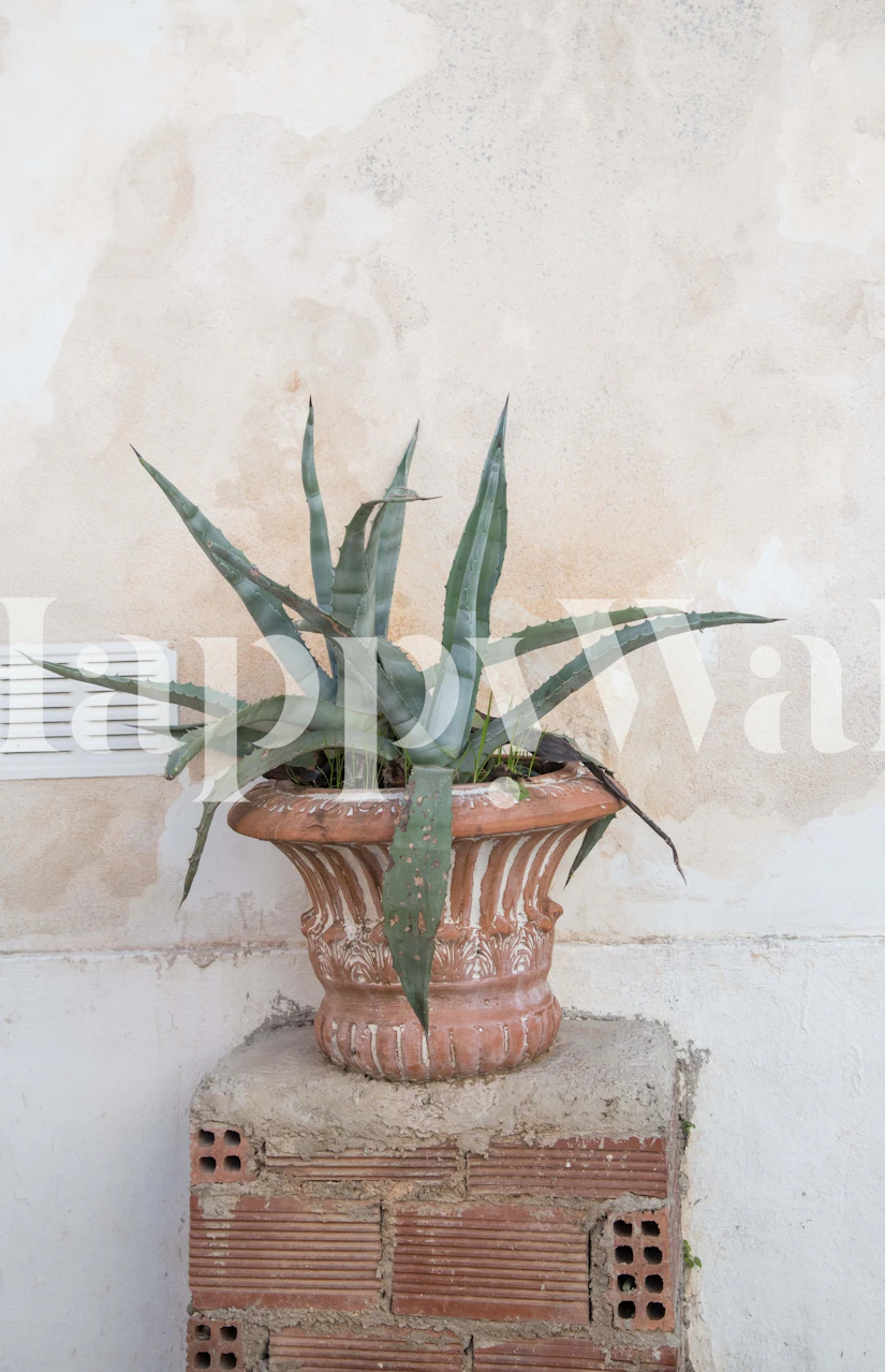 Green agave plant in terracotta pot on a textured wall wallpaper