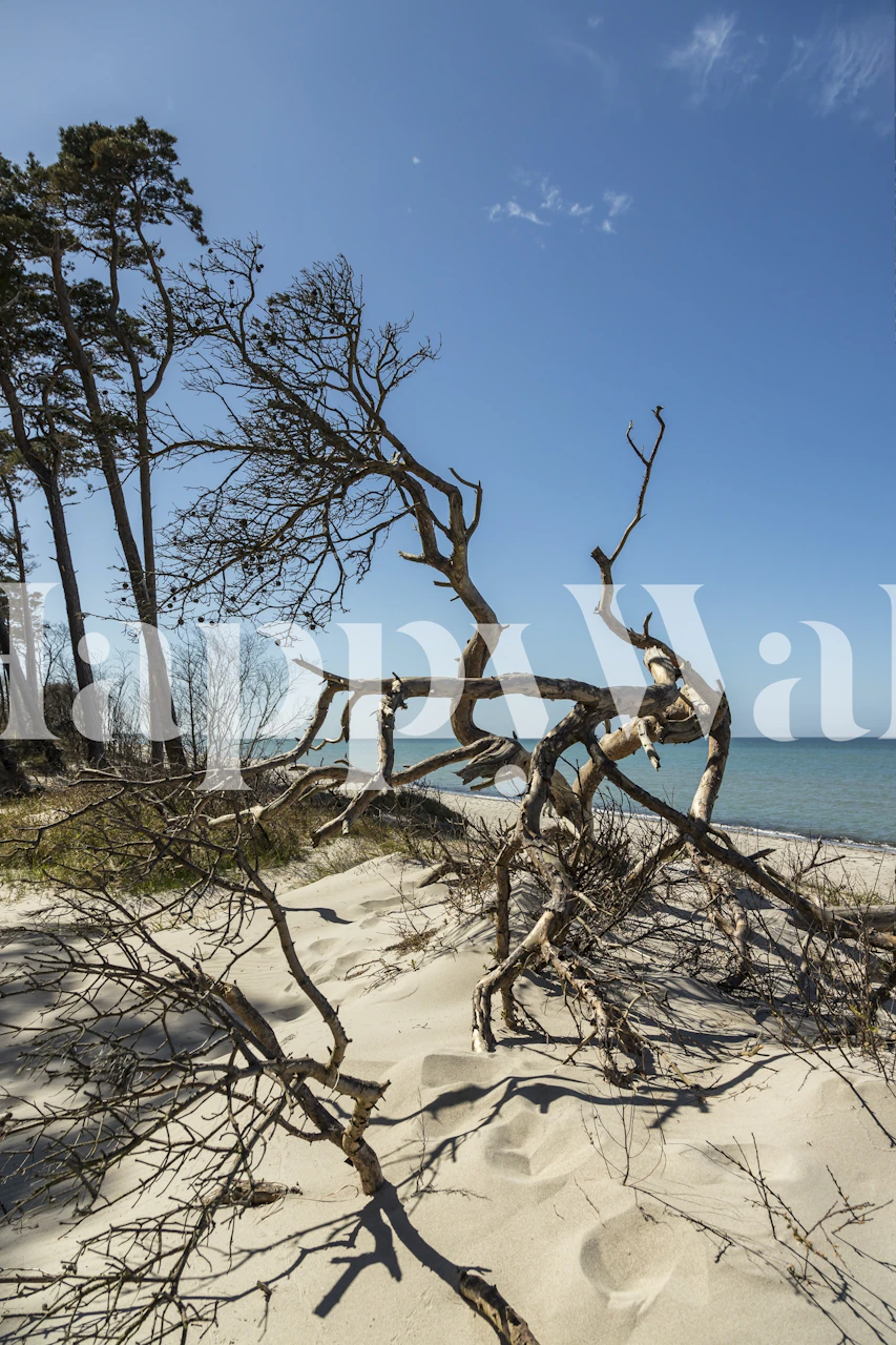 Baltic Sea Spring Day wall mural with sandy shore and weathered trees against a clear blue sky