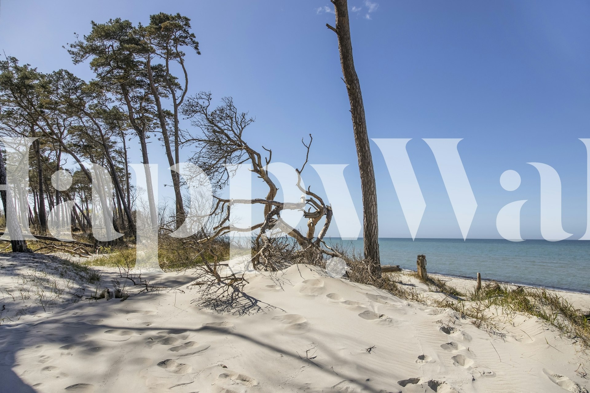 Praia do Mar Báltico com pinheiros e fotomural vinílico de céu azul claro