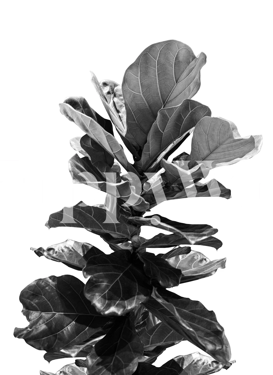 Fiddle Leaf Fig Finesse pozadina u sobi