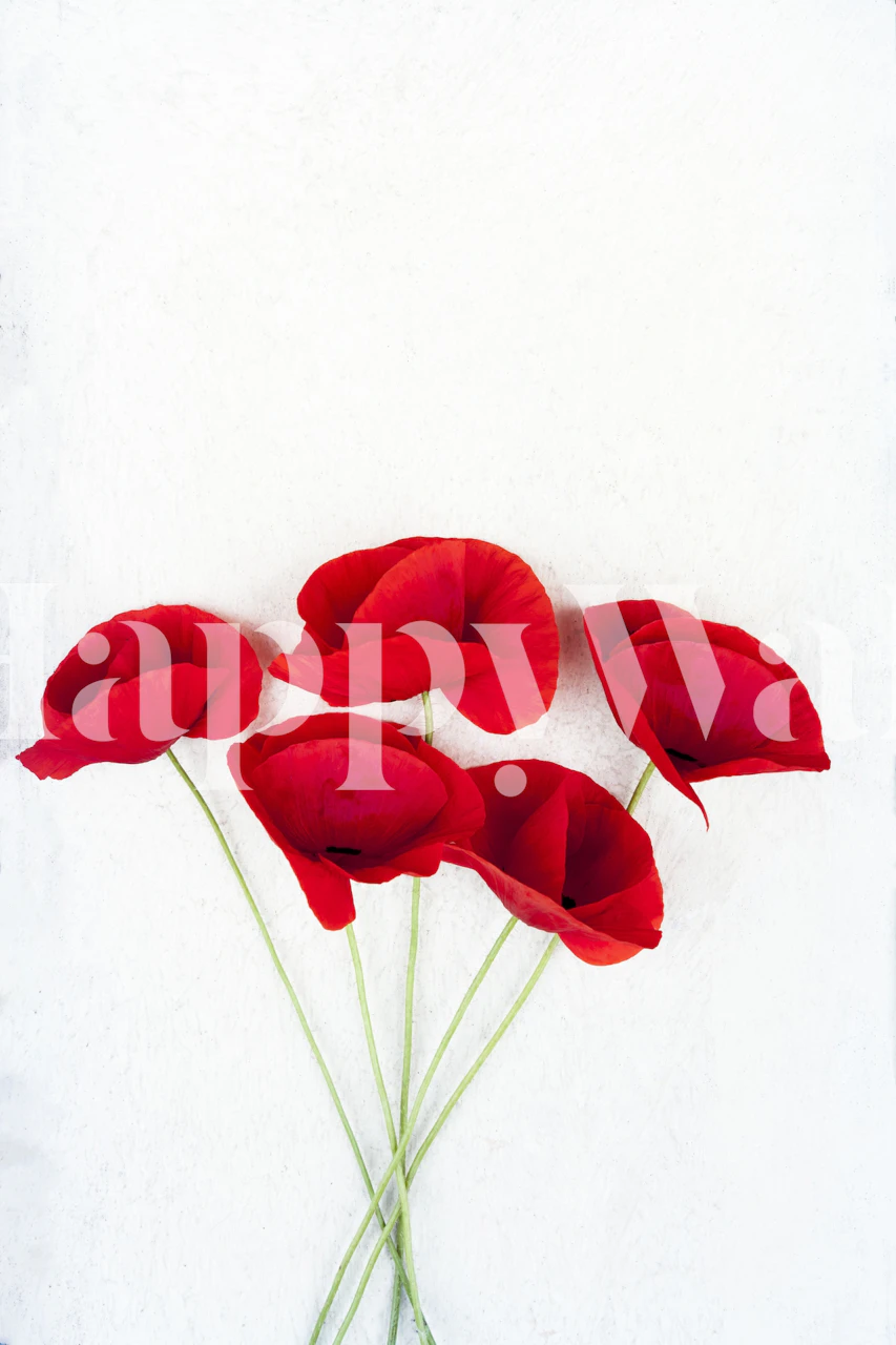 five red poppies with a white background wall mural