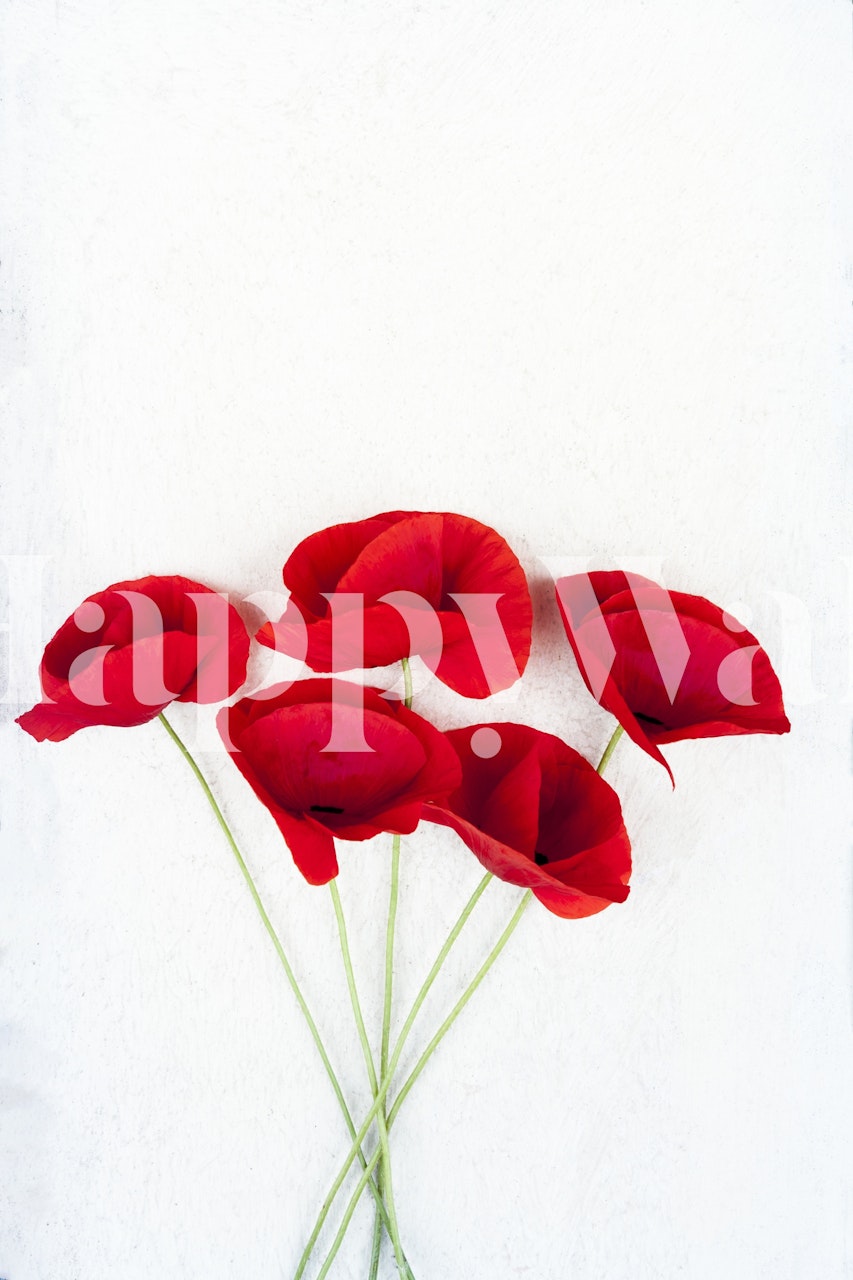 five red poppies with a white background wall mural