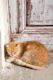 Cute Cat in Anafiotika 1