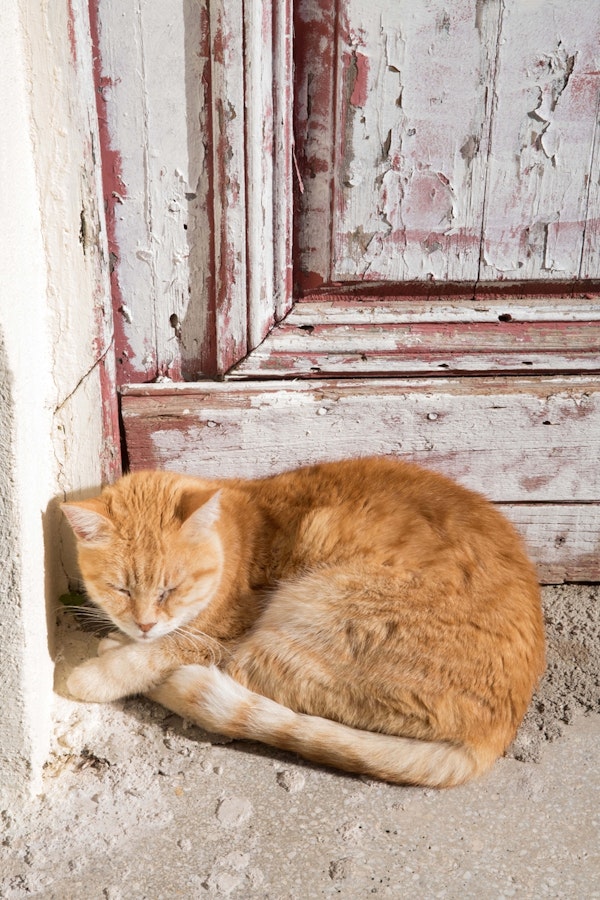 Cute Cat in Anafiotika 1