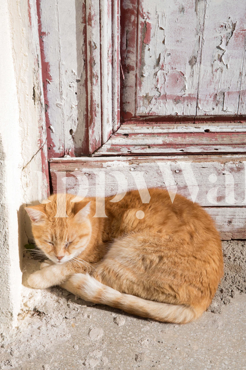 Sød kat hviler mod en dør