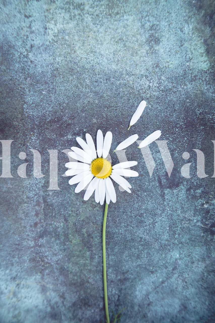 White daisy flower with yellow center on blue background wallpaper