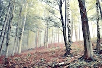 Hopeful Forest tapeta