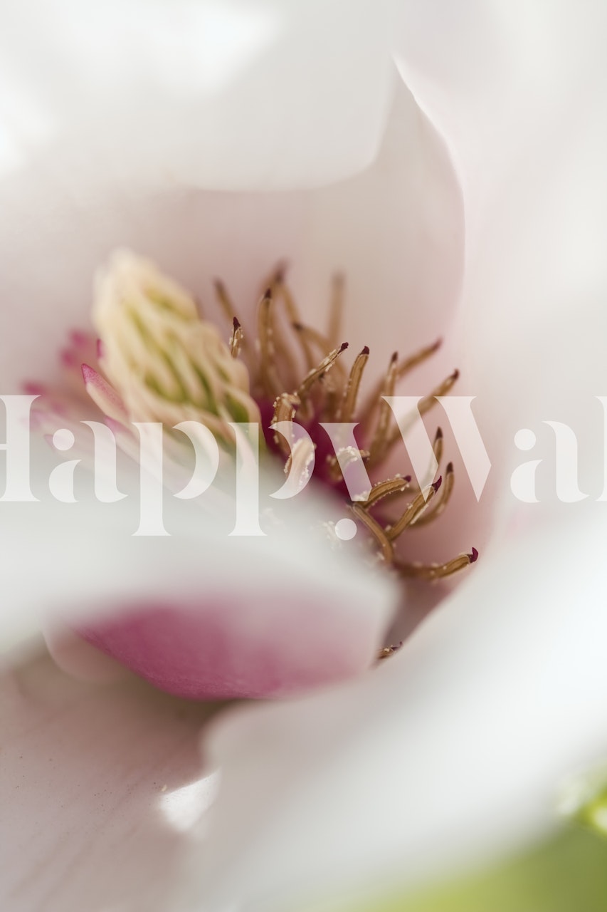 Magnified tulip blossom in soft pink and white colors wallpaper