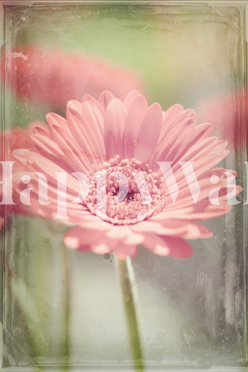 Pink Gerbera wallpaper displayed in a room