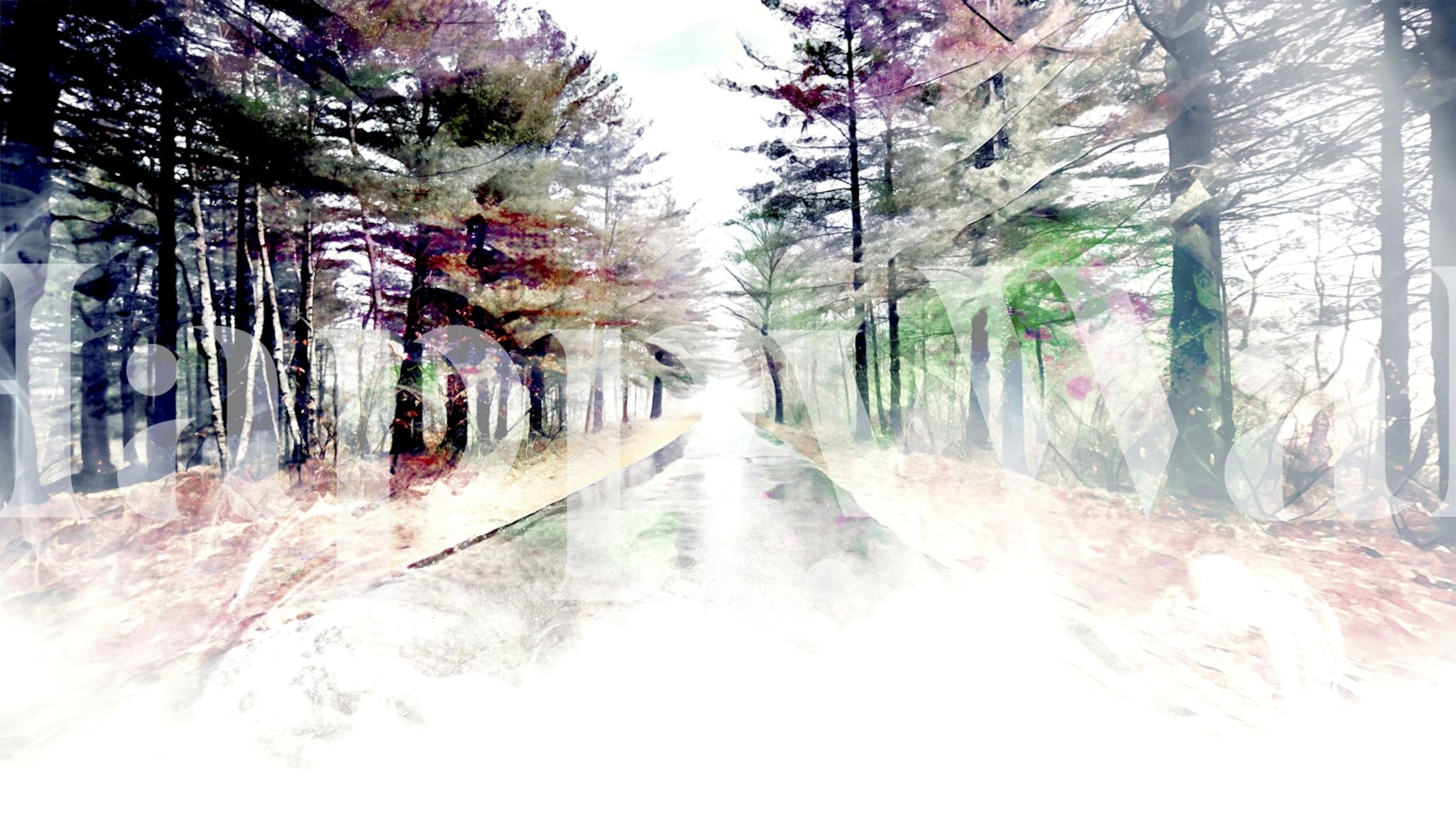 Papier peint montrant une scène de Misty Forest Path