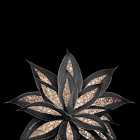 Gray Black Agave Gold 1 tapet