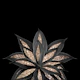 Gray Black Agave Gold 1
