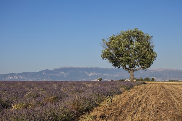 Idyllic Provence Landscape
