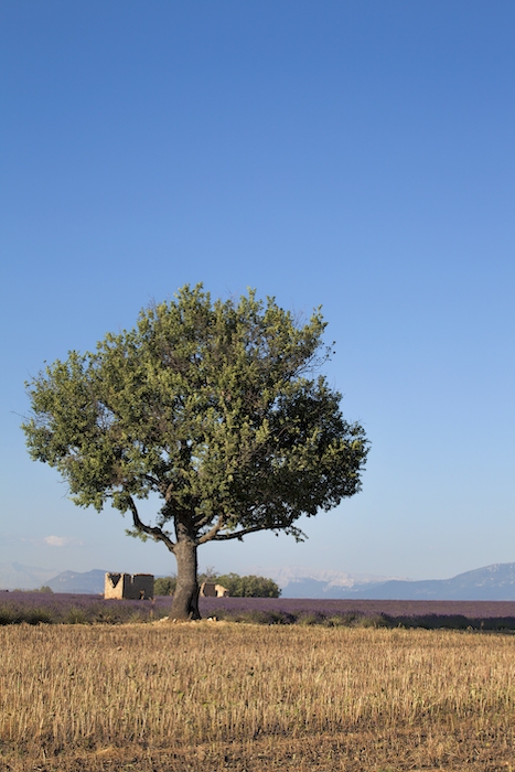 Idyllic Provence Tree Wallpaper - Buy Now on Happywall