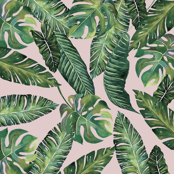 Jungle Leaves  Monstera Pink