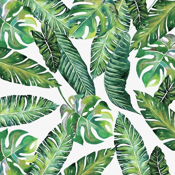 Jungle Leaves Banana Monstera