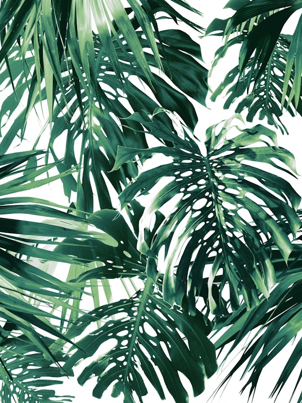 Vivid Tropical Jungle 1