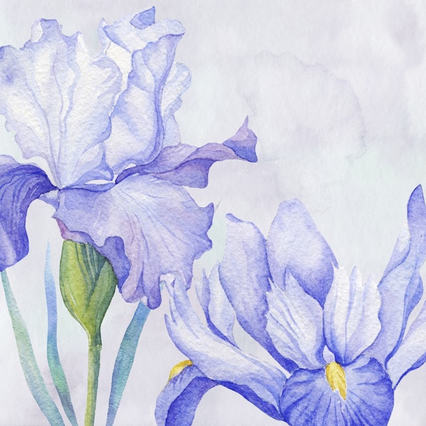 Watercolor Iris