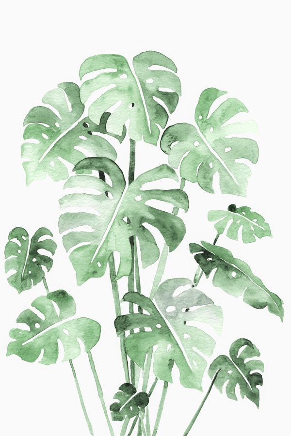 Delicate Monstera Green