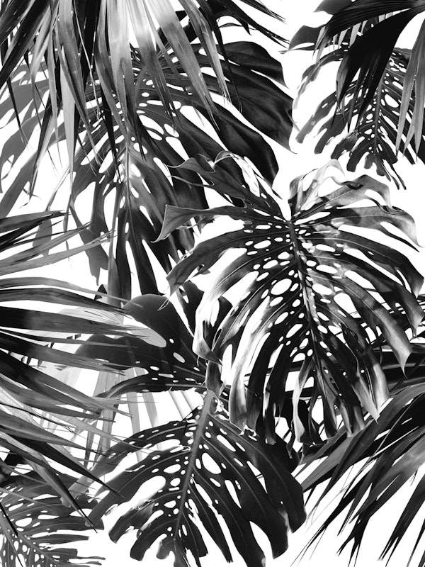 Vivid Tropical Jungle 2