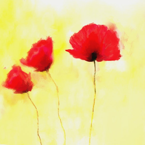 Red Poppies 2