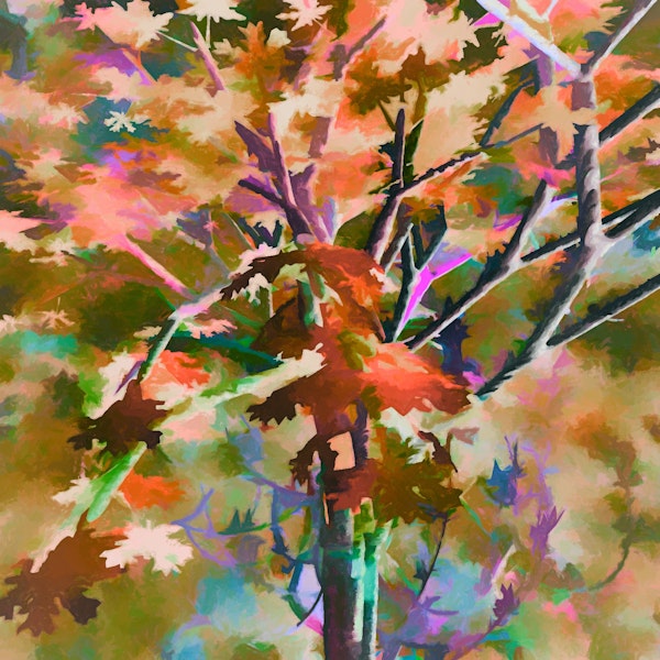 Autumnal Tree 5
