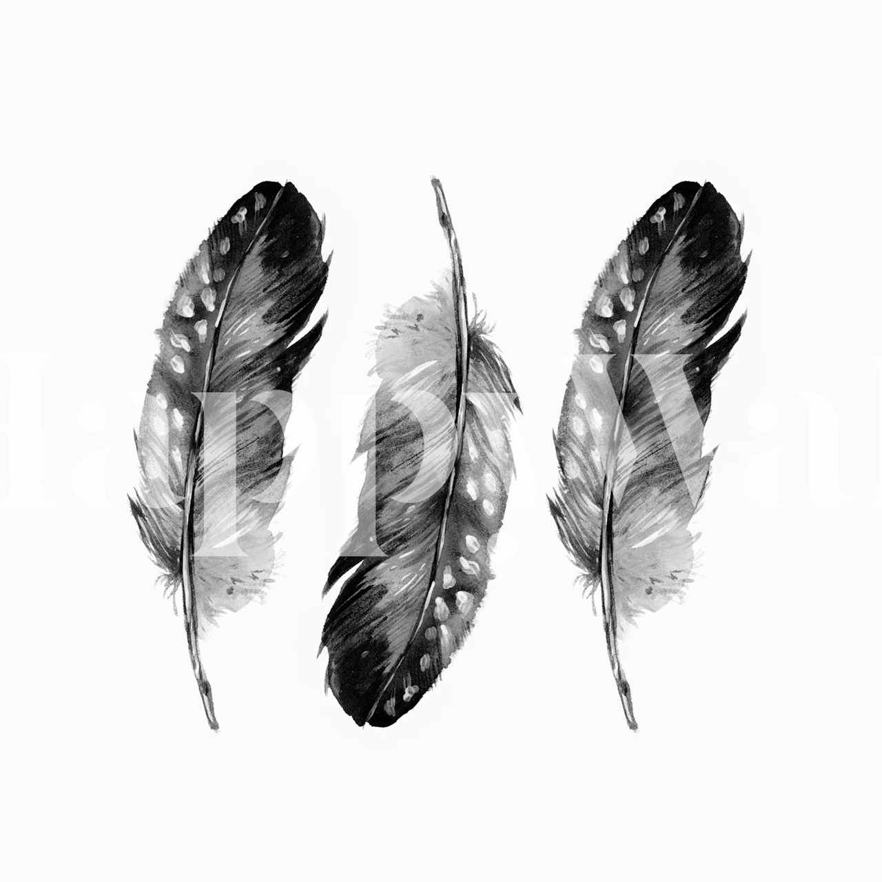 Three black and white feather illustrations on a white background wallpaper