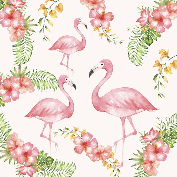 Flamingos