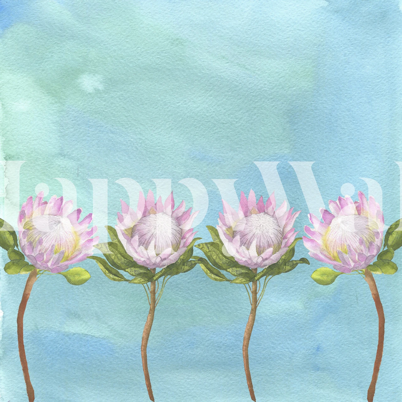 Watercolor pink lotus flowers on a blue background wallpaper