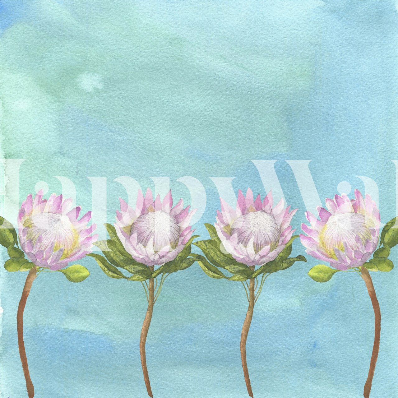 Watercolor pink lotus flowers on a blue background wallpaper