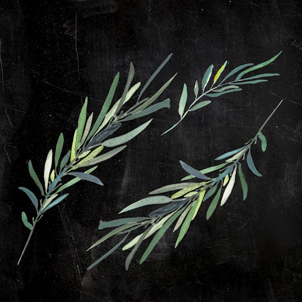 Eucalyptus on Chalkboard