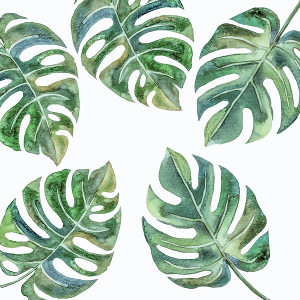 Monstera Leaves