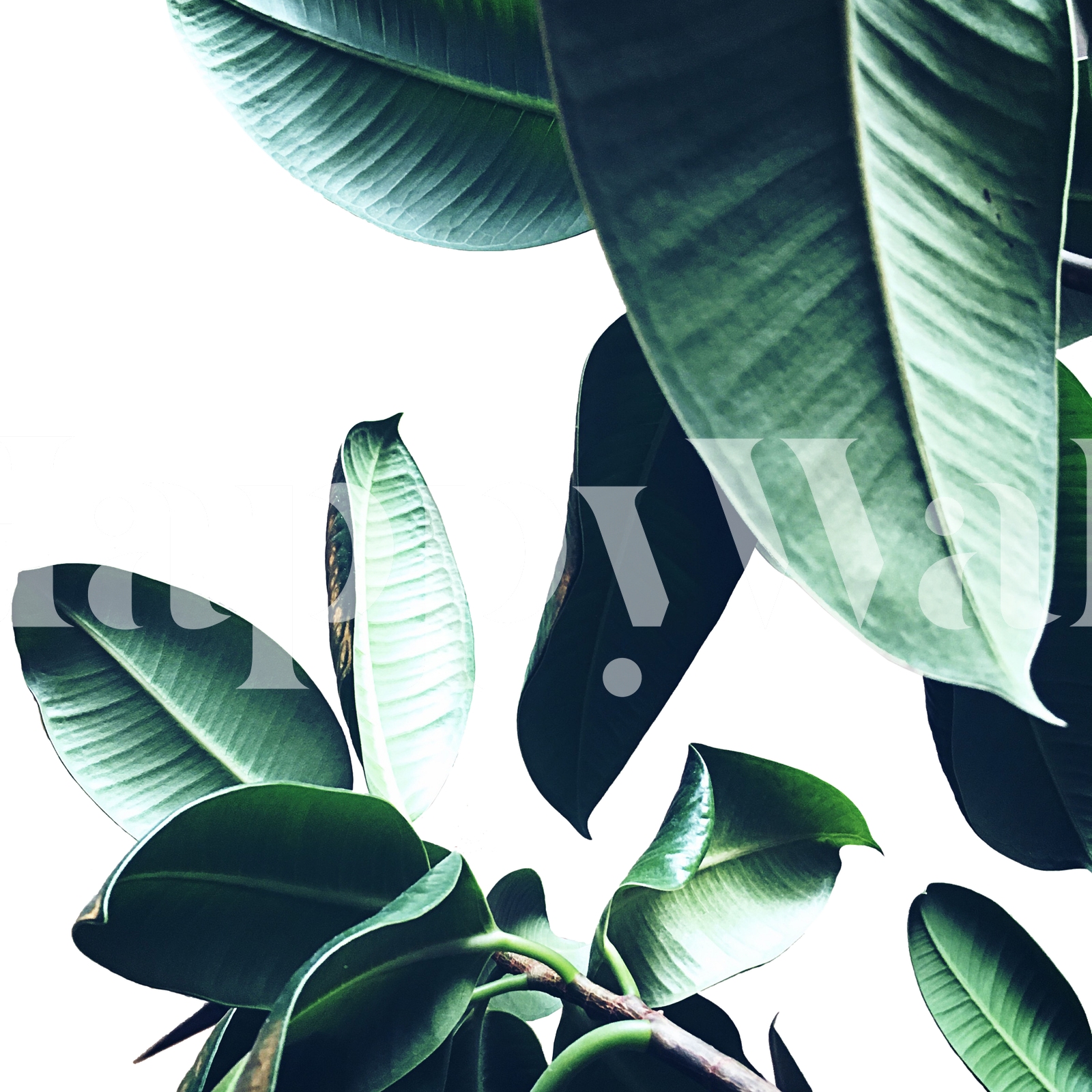 Ficus Elastica 26 Wallpaper | Buy Online from Happywall