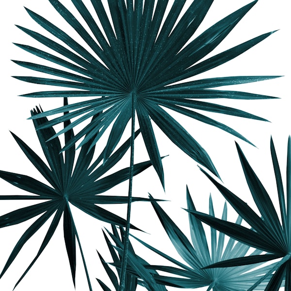 Fan Palm Leaves Jungle 1