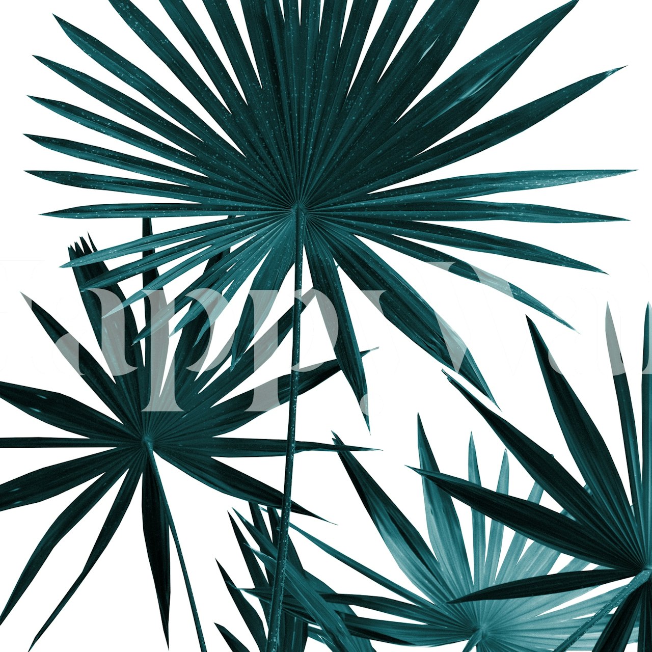 Fan palm leaves wallpaper in a room