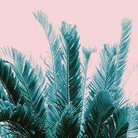 Tropical Leaves Dream 6 ταπετσαρία